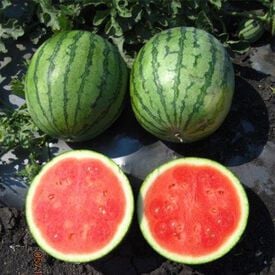 Ocelot, (F1) Watermelon Seeds